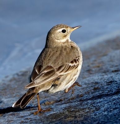 American Pipit