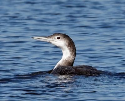 Common Loon