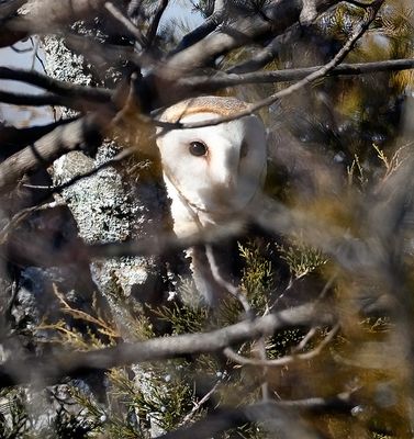 American Barn Owl