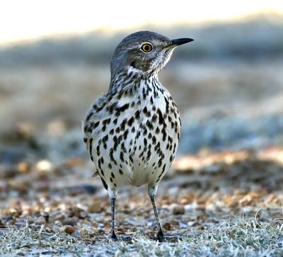 Sage Thrasher