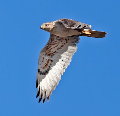 Ferruginous Hawk