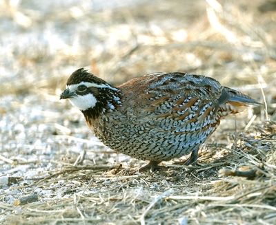 Northern Bobwhite