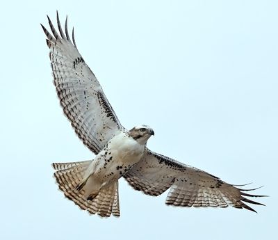 Red-tailed Krider's Hawk 