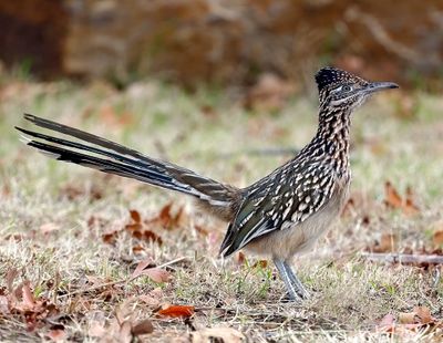 Greater Roadrunner 