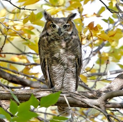 Great Horned Owl