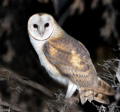 American Barn Owl