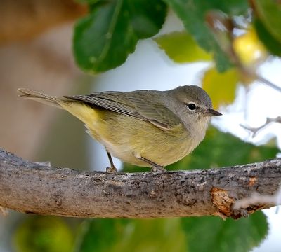 Orange-crowned Warbler