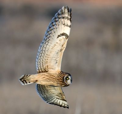 Short-eared Owl