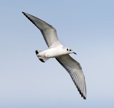 Bonaparte's Gull