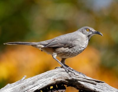 Curve-billed Thrasher