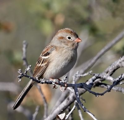 Field Sparrow