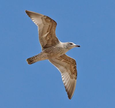 California Gull
