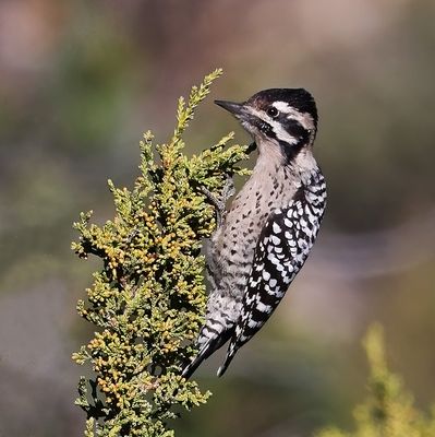 Ladder-backed Woodpecker