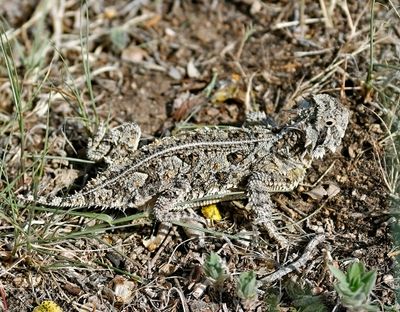 Texas Horned Lizard