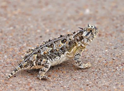Texas Horned Lizard