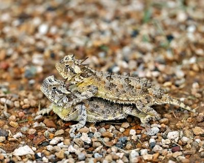 Texas Horned Lizards