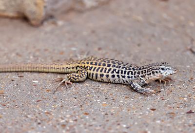 Checkered Whiptail