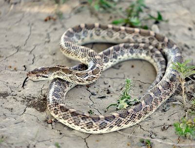Kansas Glossy Snake