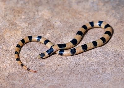 Variable Groundsnake