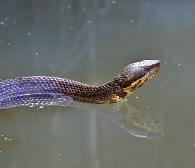 Cottonmouth