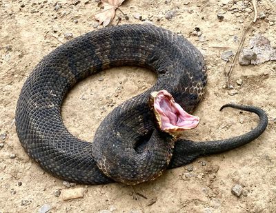 Cottonmouth