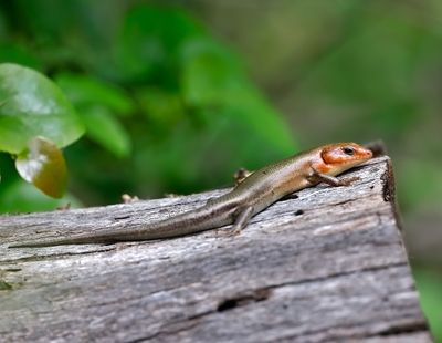 Broad-headed Skink