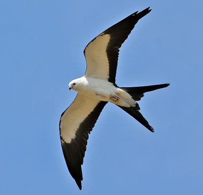 Swallow-tailed Kite