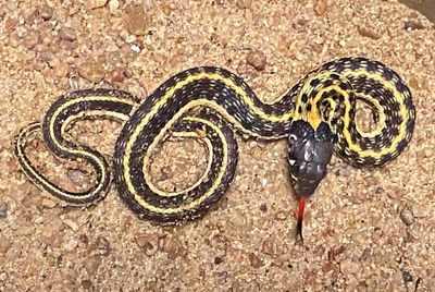 Black-necked Gartersnake