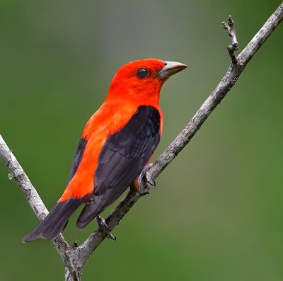 Scarlet Tanager