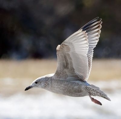 Thayer's Gull
