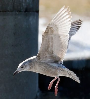 Thayer's Gull