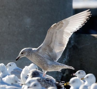 Thayer's Gull