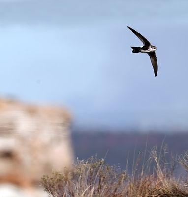 White-throated Swift