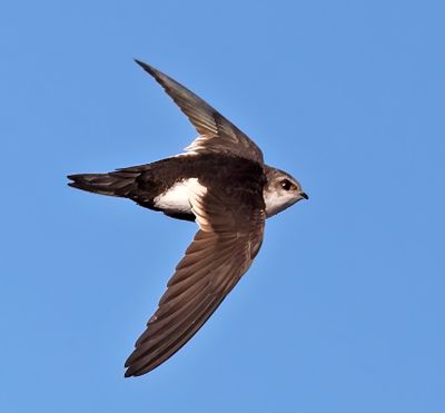 White-throated Swift