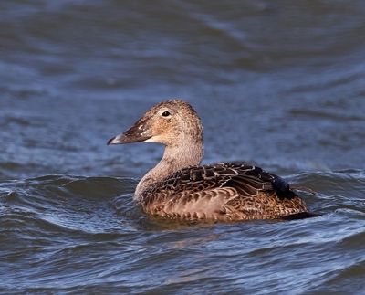 King Eider