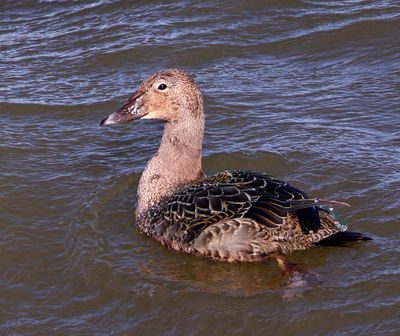King Eider