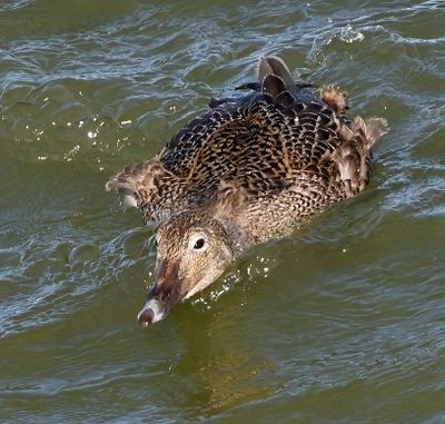 King Eider