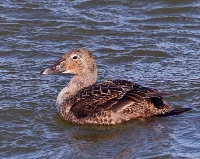King Eider