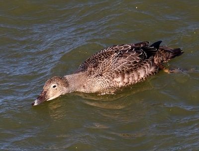 KIng Eider