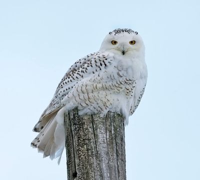 Snowy Owl