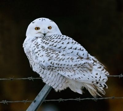 Snowy Owl