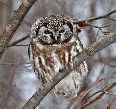 Boreal Owl