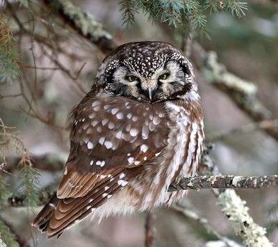 Boreal Owl