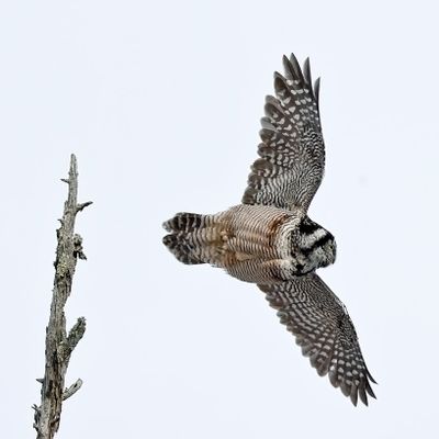 Northern Hawk-Owl