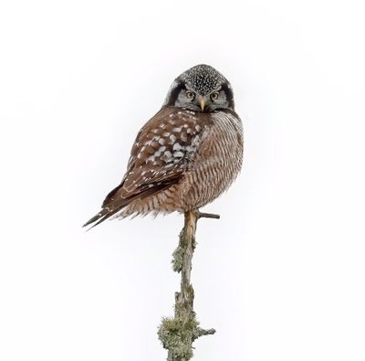 Northern Hawk-Owl