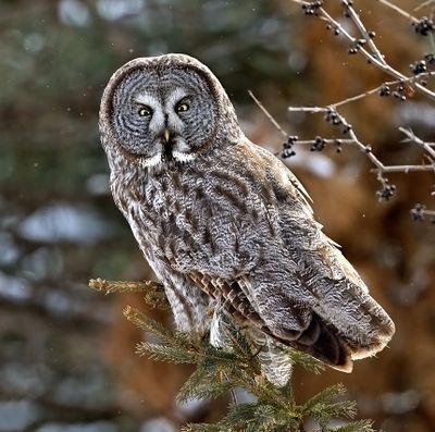 Great Gray Owl