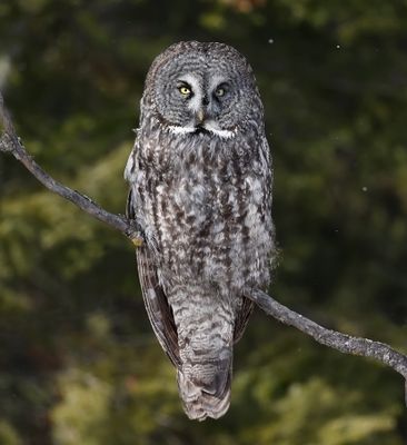 Great Gray Owl