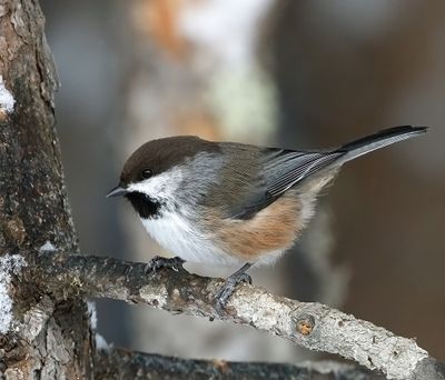 Boreal Chickadee