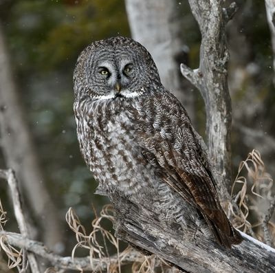 Great Gray Owl