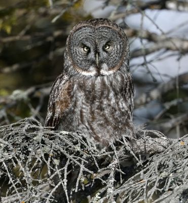 Great Gray Owl 